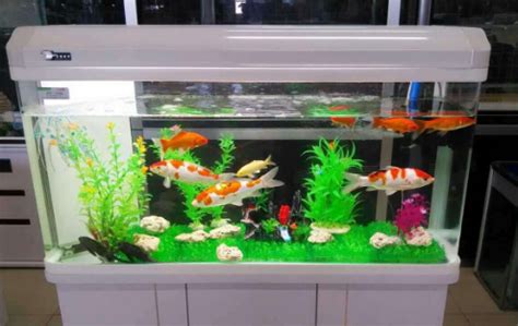 做生意養魚|做生意養魚養幾條好？辦公室養魚風水知識、講究